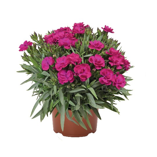 Peman Violet