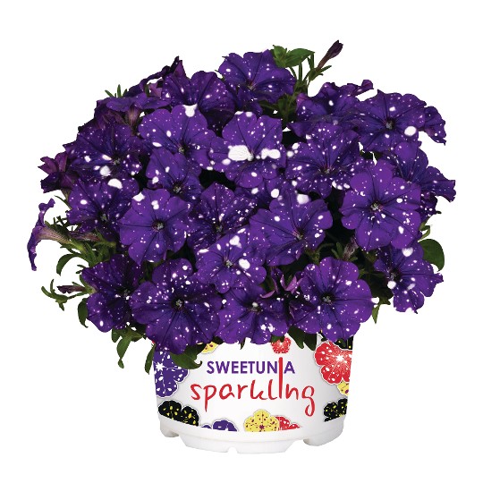 Surprise® Sparkle Blue