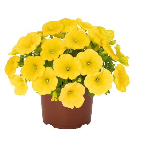Potunia® Canary Yellow 56 (Intrinsa)