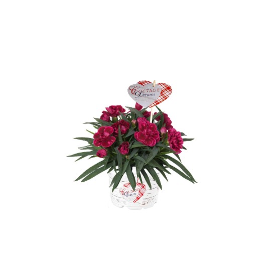 Sarita® Salmon Pink