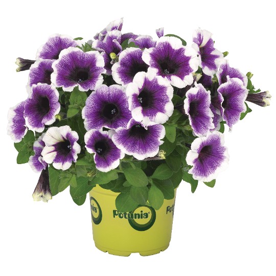 Potunia® Plus Purple Halo