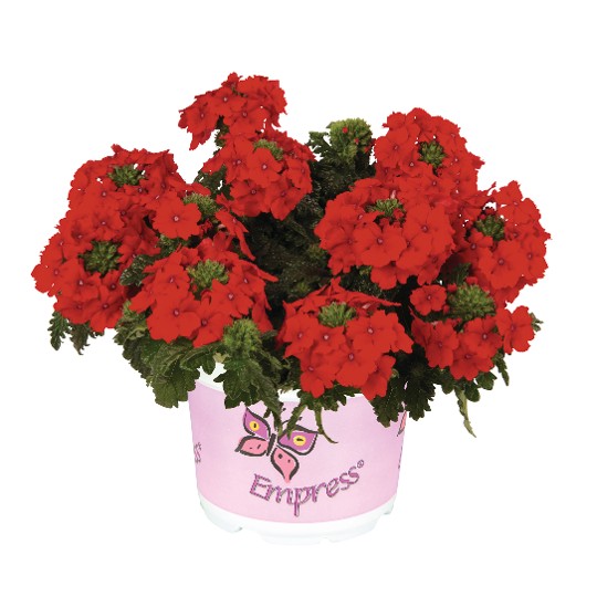 Empress® Flair Red