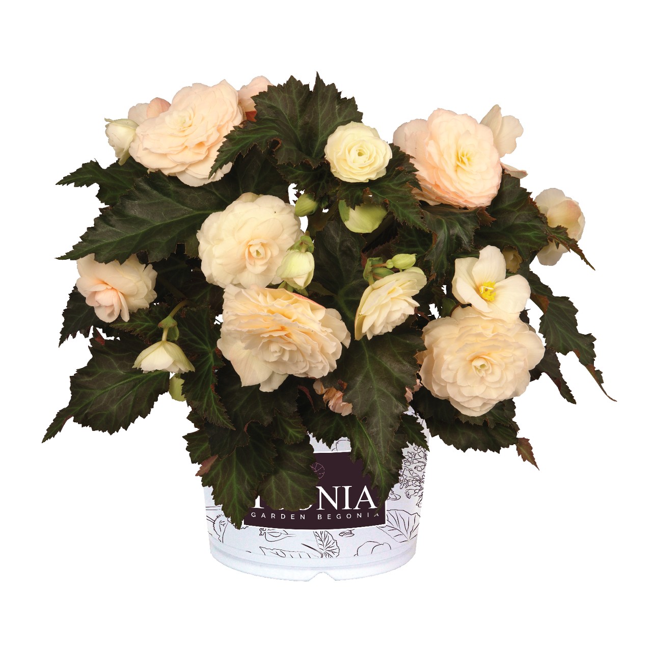 I'CONIA® Portofino Champagne - Products - Dümmen Orange