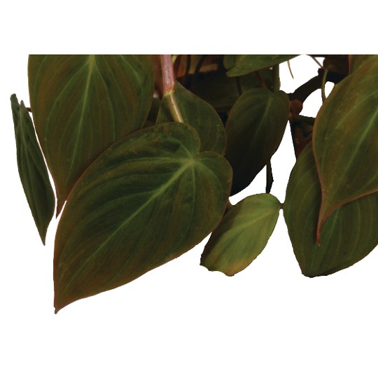 Philodendron Micans