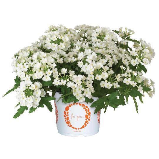 Lindolena White