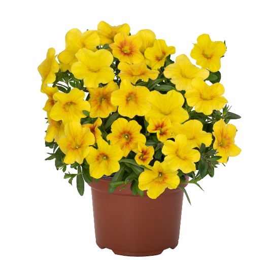 Bloomtastic Yellow