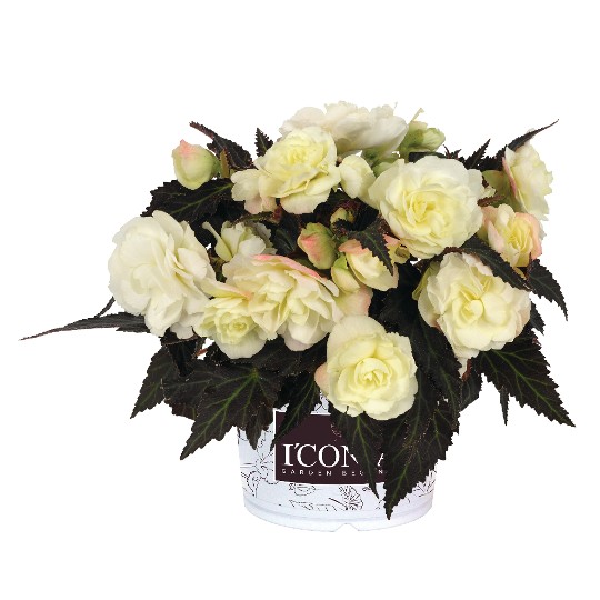 I'CONIA® Portofino White