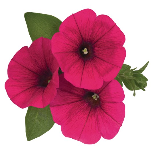 Sweetunia Hot Pink