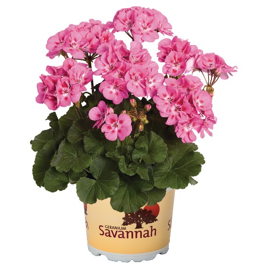 Savannah Pink