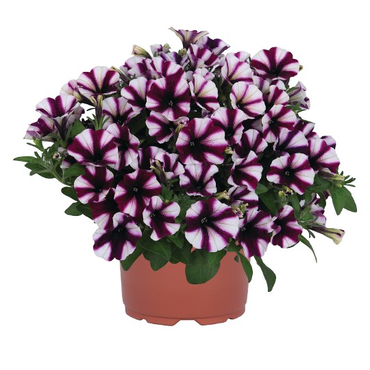 Peppy® Purple 2027 (Intrinsa)