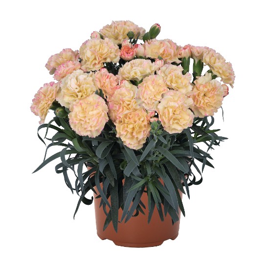 Menorca Floriane Cream
