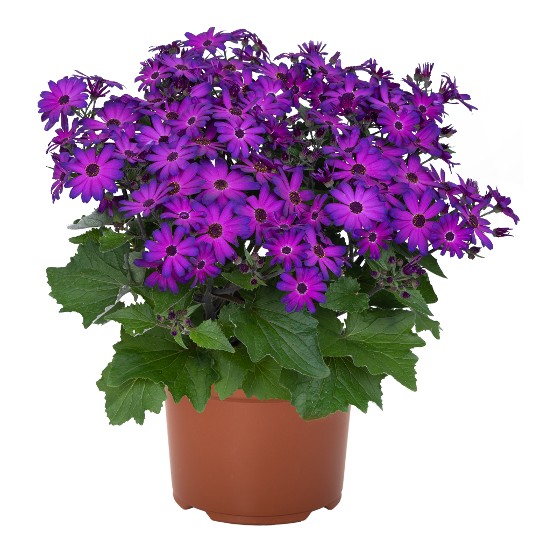 Mandala® Plus Magic Purple
