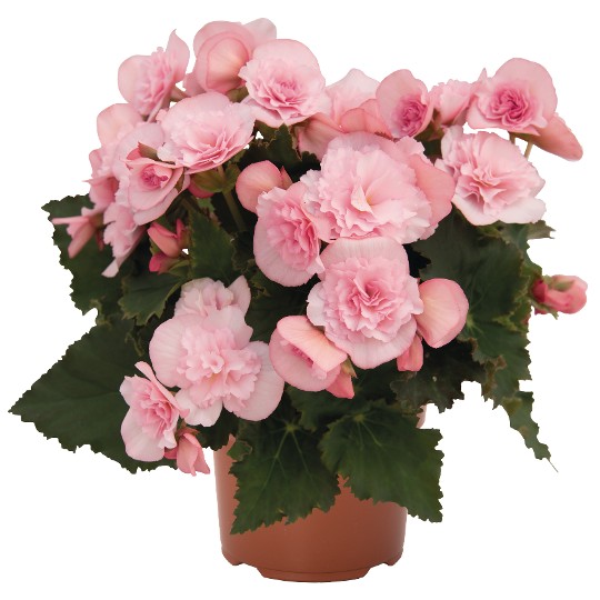 Move2 Joy Pink