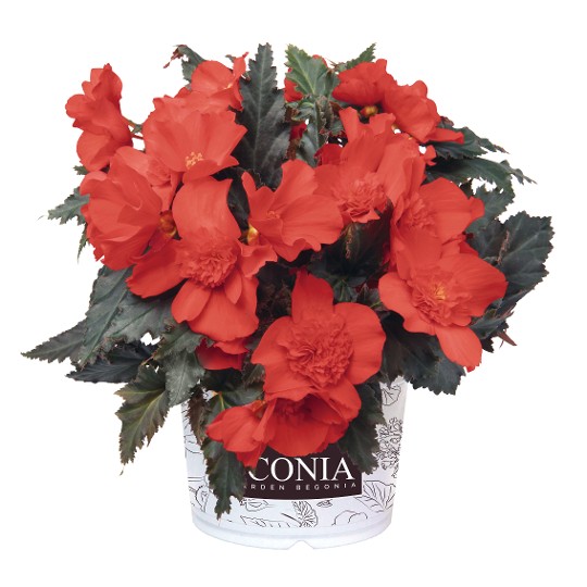 I'CONIA® Red