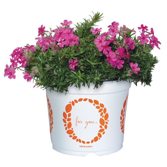 Spring® Pink 2027