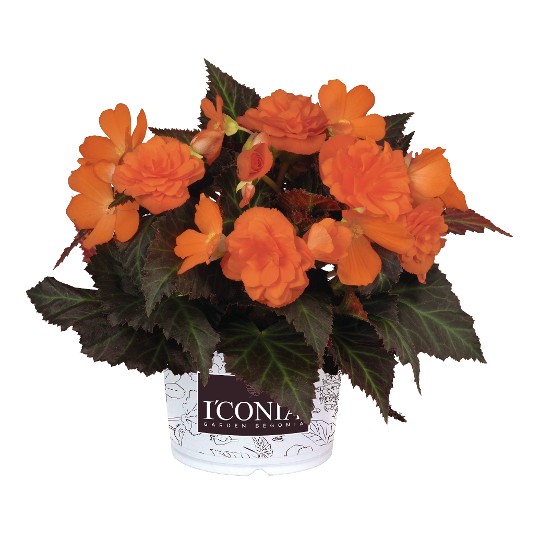 I'CONIA® Portofino Hot Orange