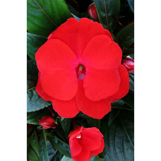 Petticoat® True Red