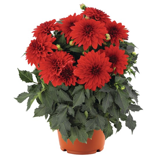 Hypnotica® Red