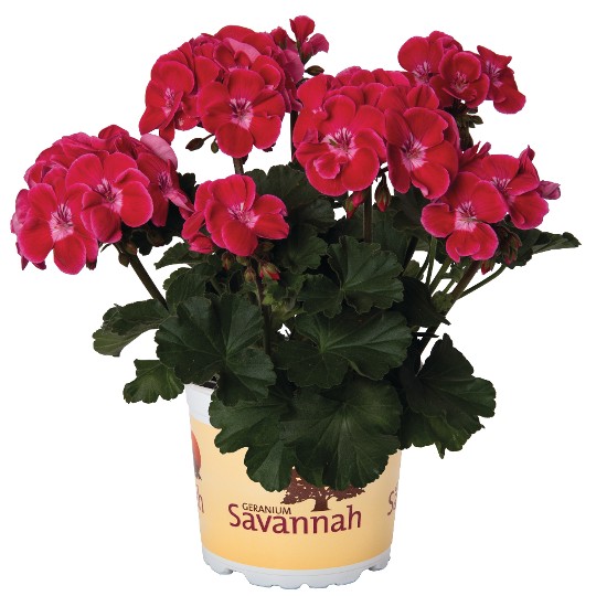 Savannah Ruby Sizzle