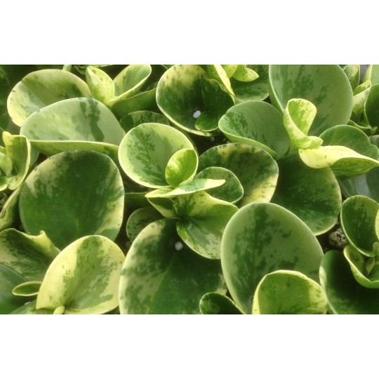Peperomia obtusifolia Marble