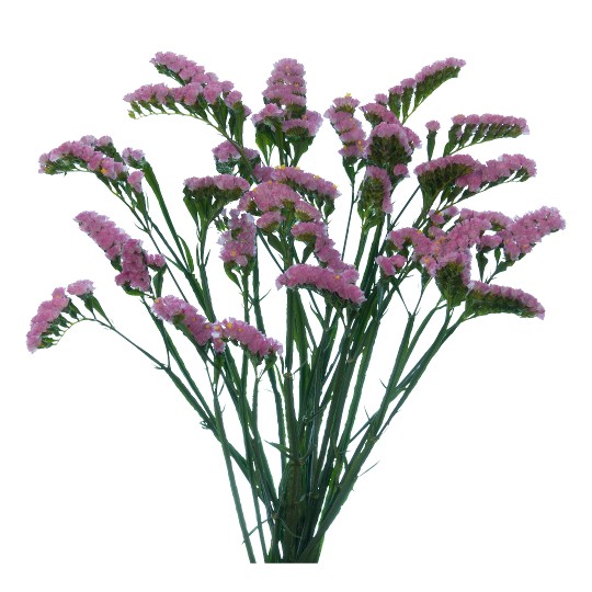 Lucia Pink