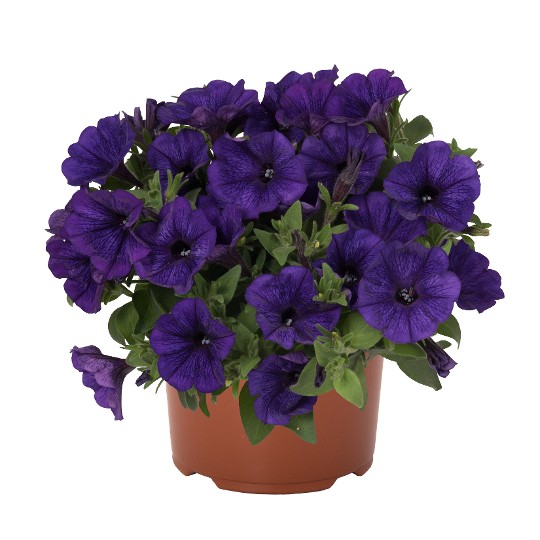 Potunia® Piccola Cobalt Blue