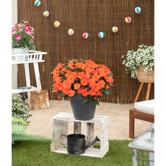 Petticoat® Fire