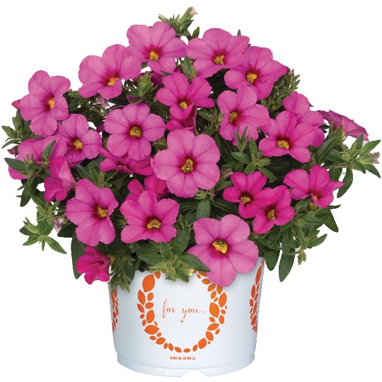 Bloomtastic Tiki Pink 35