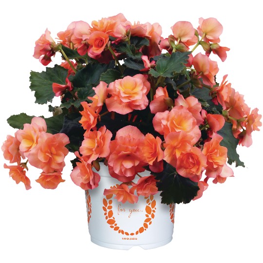 Solenia Apricot