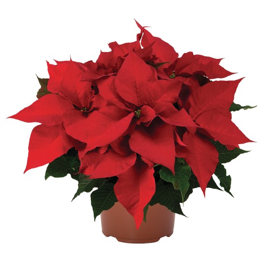 Prestige Early Red