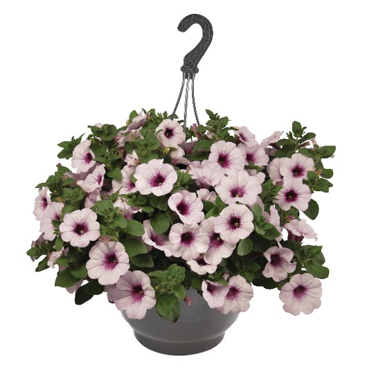 Surprise® White Orchid