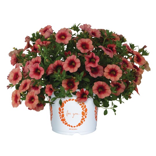 Bloomtastic Chili Pepper Apricot 80