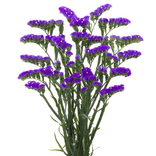 Duel Violet