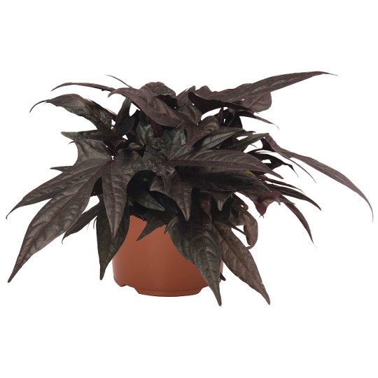 FloraMia Black