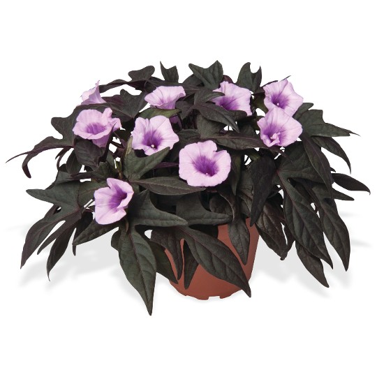 FloraMia Nero