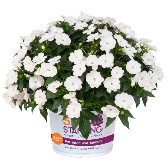SunStanding® Apollo White Cloud