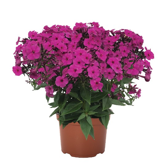 Early® Magenta