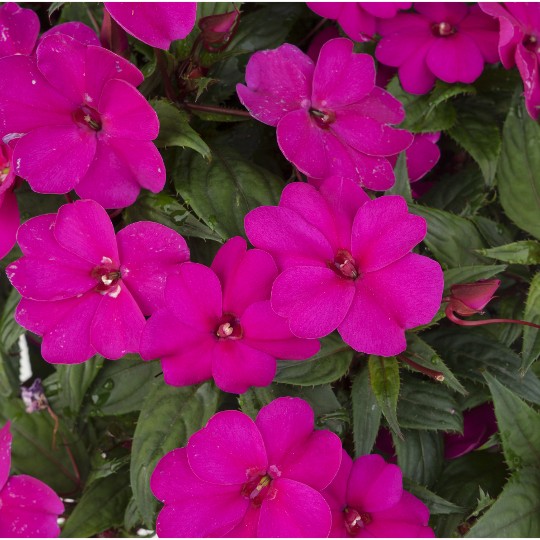 SunStanding® Apollo Purple - Products - Dümmen Orange