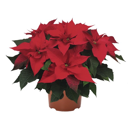 Prestige Red