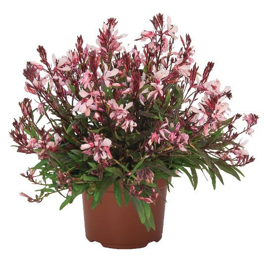 Graceful Light Pink