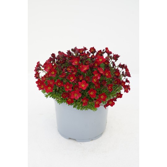 Scenic Late Red