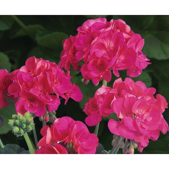 Patriot Cherry Rose