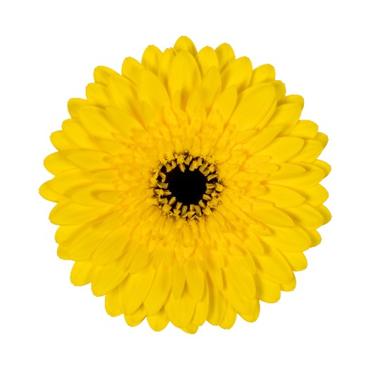 Haromy