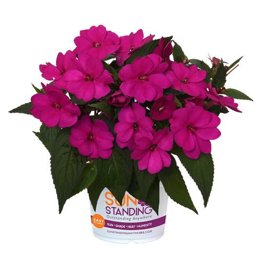 SunStanding® Apollo Purple
