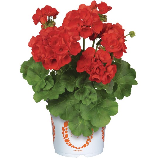 Survivor® Scarlet