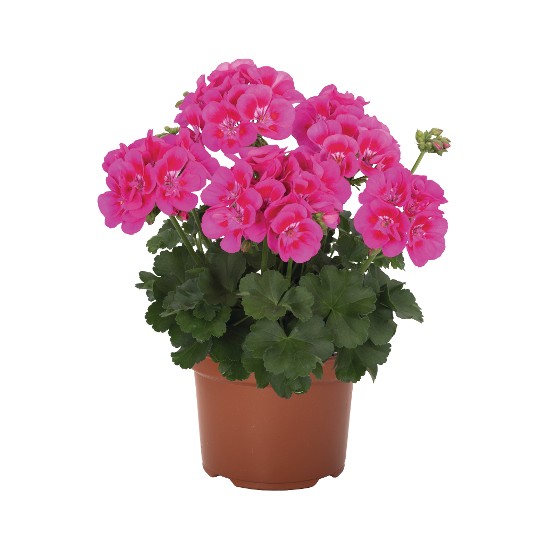 Santana Pink Splash