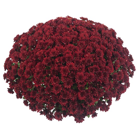 Power Red