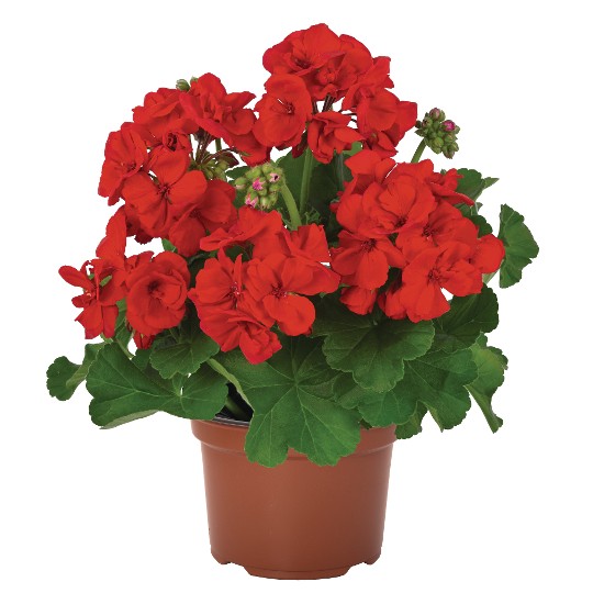 Survivor® Bright Red 2022