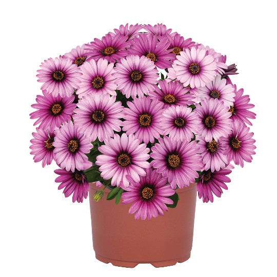 Margarita Purple Shades 92