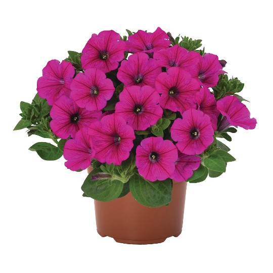 Durabloom® Hot Pink